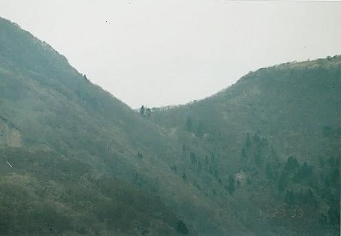 甲津畑の奥の杉峠　杉二本