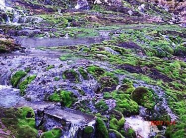 元　山（群馬）｛チャツボミゴケ｝｜花と湯の町なかのじょう