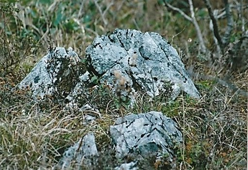 羊背岩（カレンフェルト）