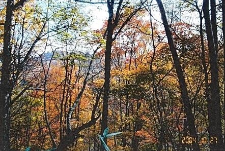 ヤブ沢峠への途中の紅葉②