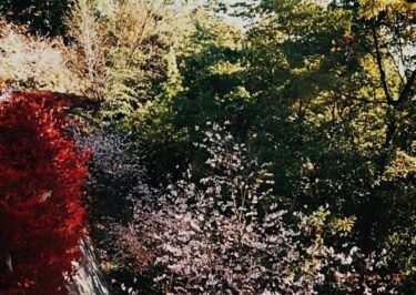 神山（埼玉）｜紅葉と冬桜が愉しめる登山