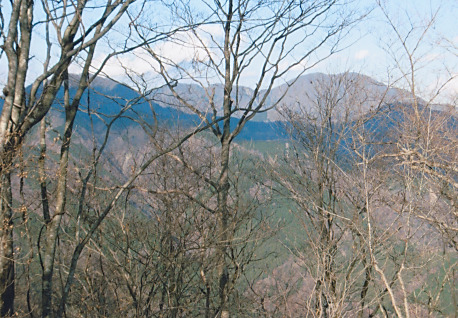 枝越しに箒沢権現山