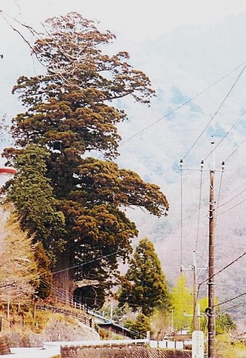 天然記念物の箒沢の杉