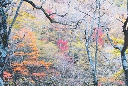 ヤブ沢峠への途中の紅葉