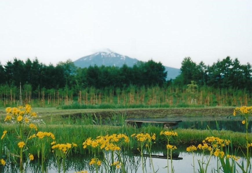 森田村・地球村～サワオグルマと岩木山