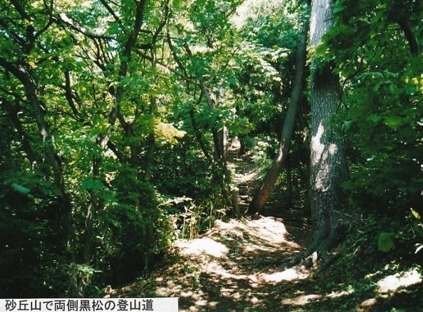 黒松に覆われた登山道