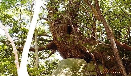 便石山・天然桧の大木