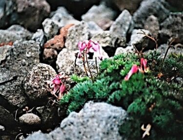 高峯山（長野）｜高山植物の女王・コマクサに出会えた信州のおひとりさま山旅へ！